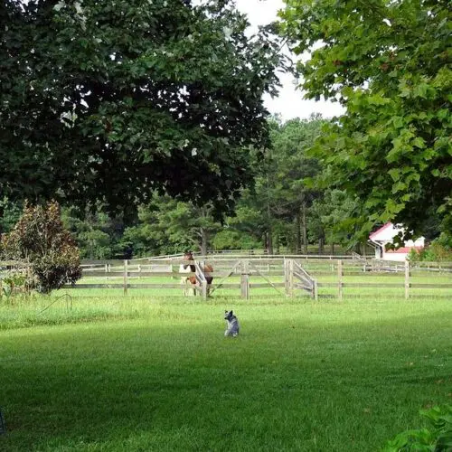 Great addition to our yard tool inventory.