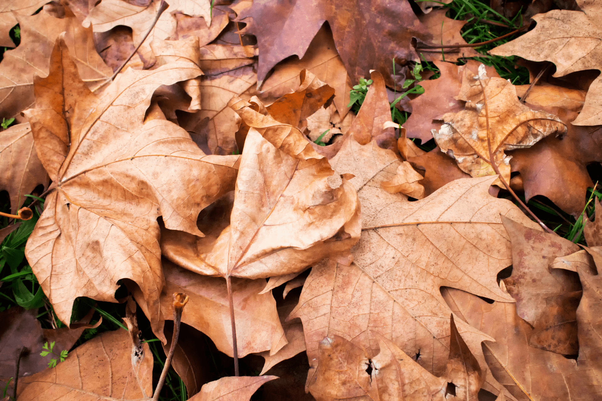 Autumn’s Blanket: The Impacts of Dead Leaf Accumulation
