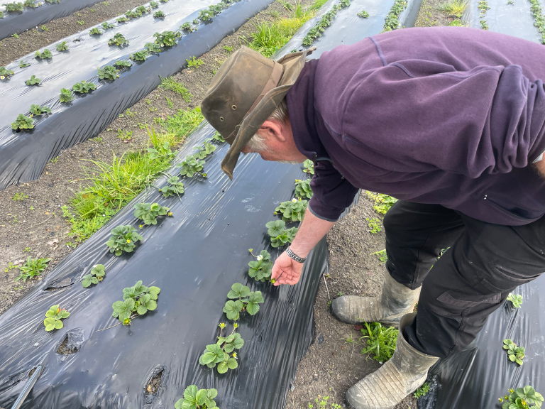 Phil Greig inspects his growing strawberries at his Kumeu farm