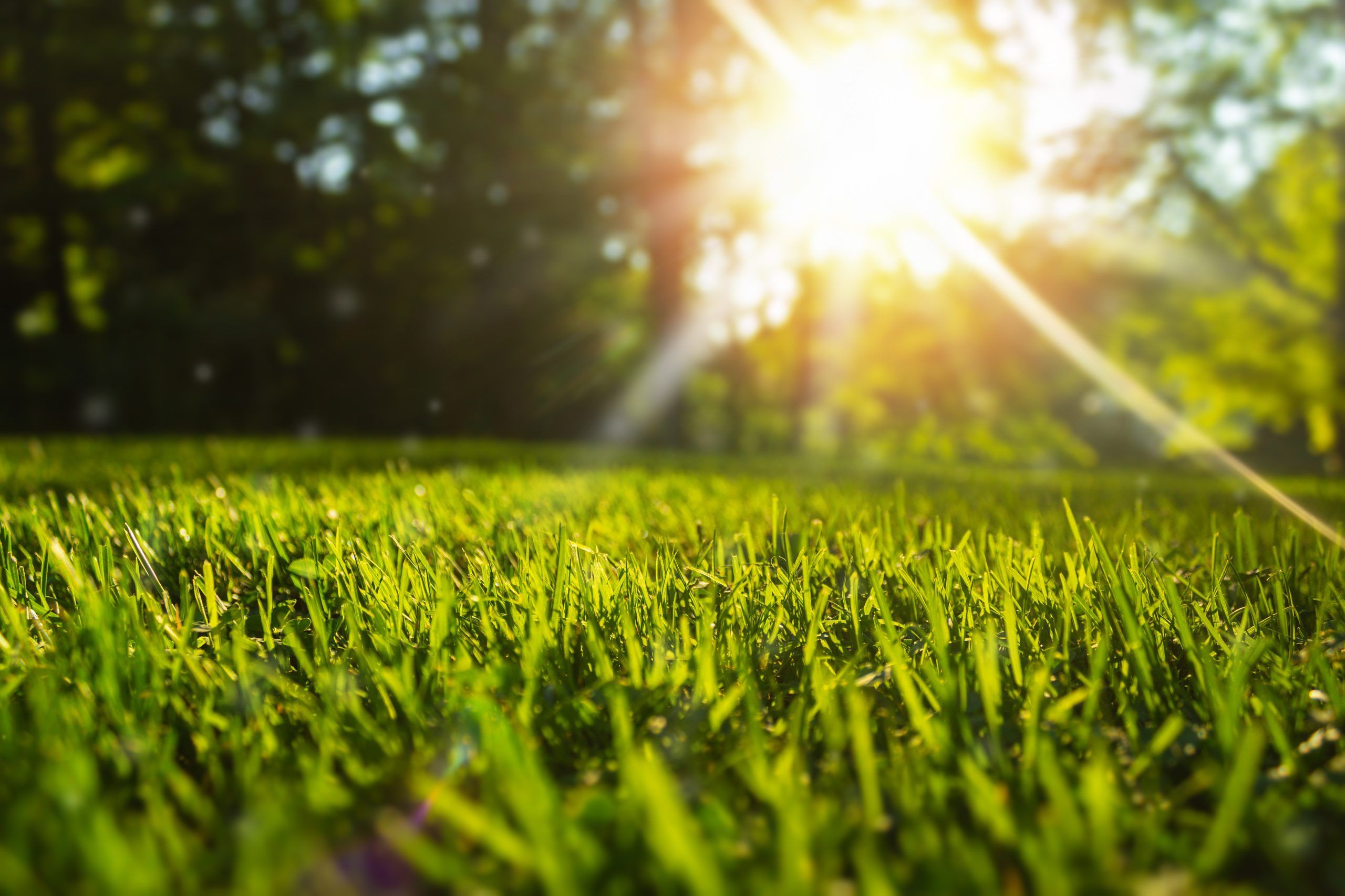Close up of grass under sun light