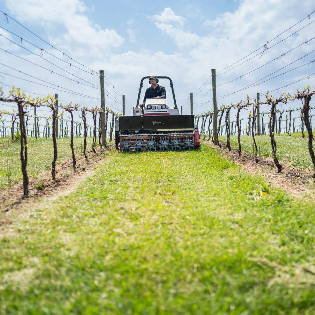Tractor attachment in action, aerating soil between vineyard rows under a clear blue sky