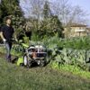 Grillo G110 Rotary Hoe/Walk Behind Tractor - on vegetable patch