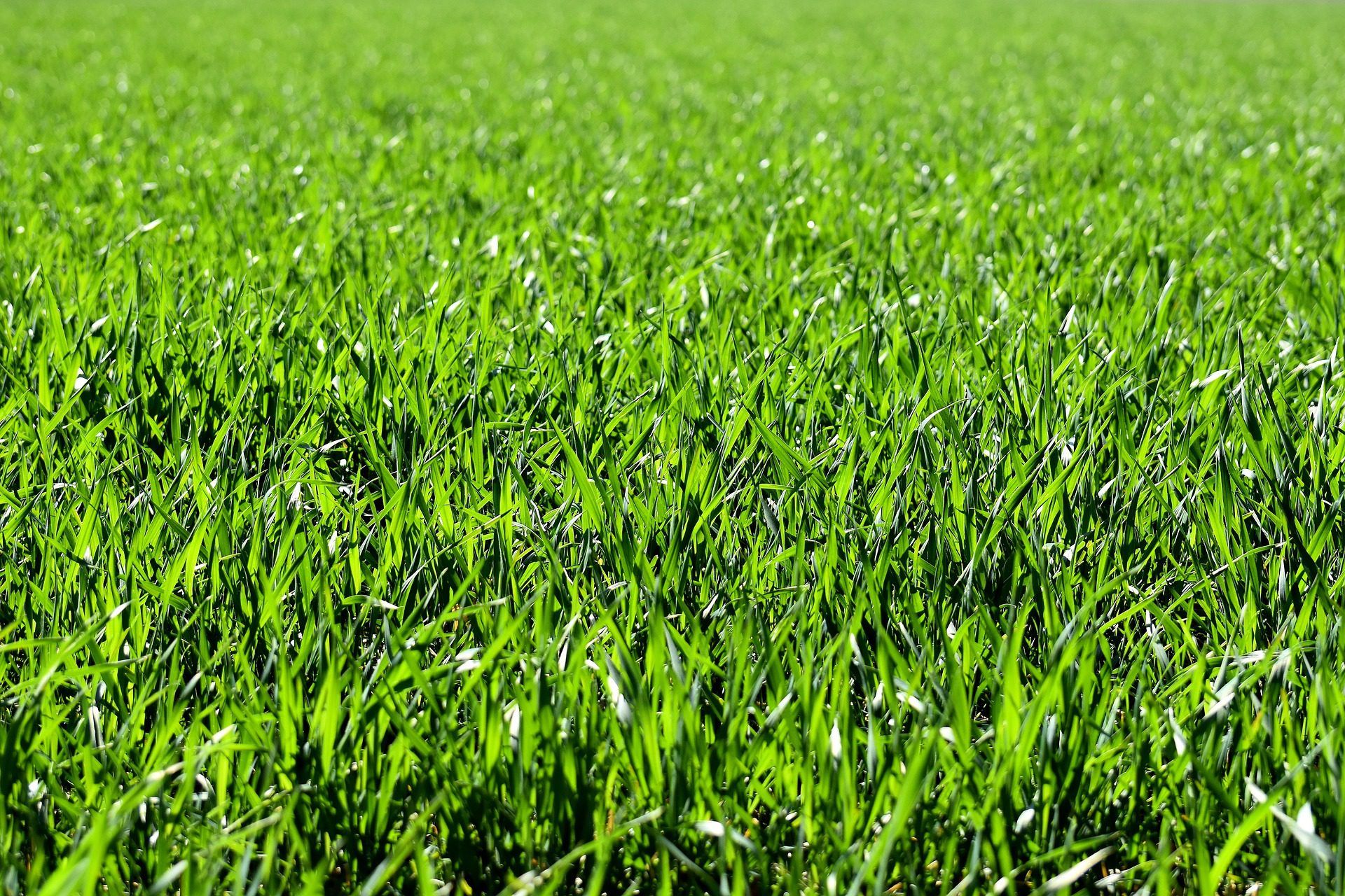 A large field with green grass