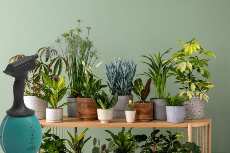 Green Thumb Guide: keeping indoor plants alive and thriving!