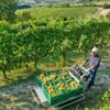 Orchard using tracked carrier to transport produce