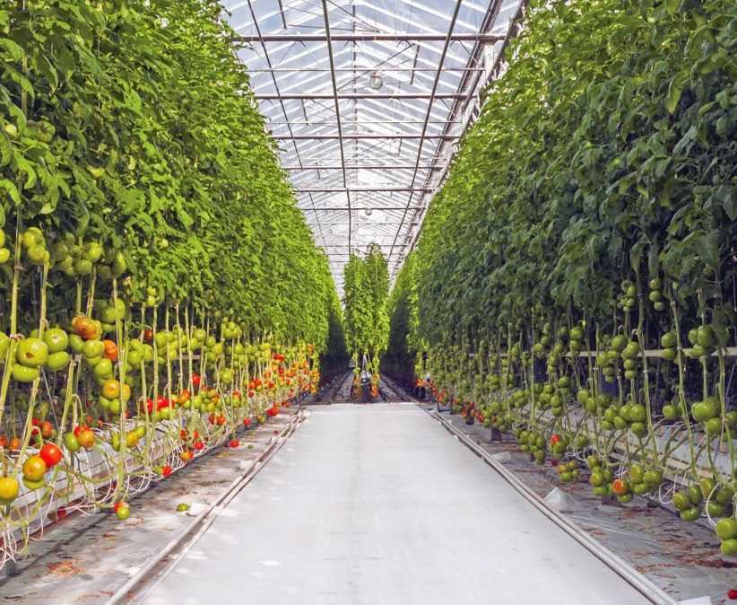 Greenhouse of Tomato Plants Growing