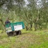 Tracked Carrier in Orchard - Motorised Wheelbarrow