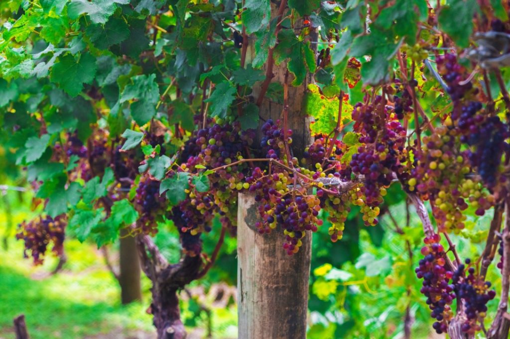 Vineyard Irrigation New Zealand