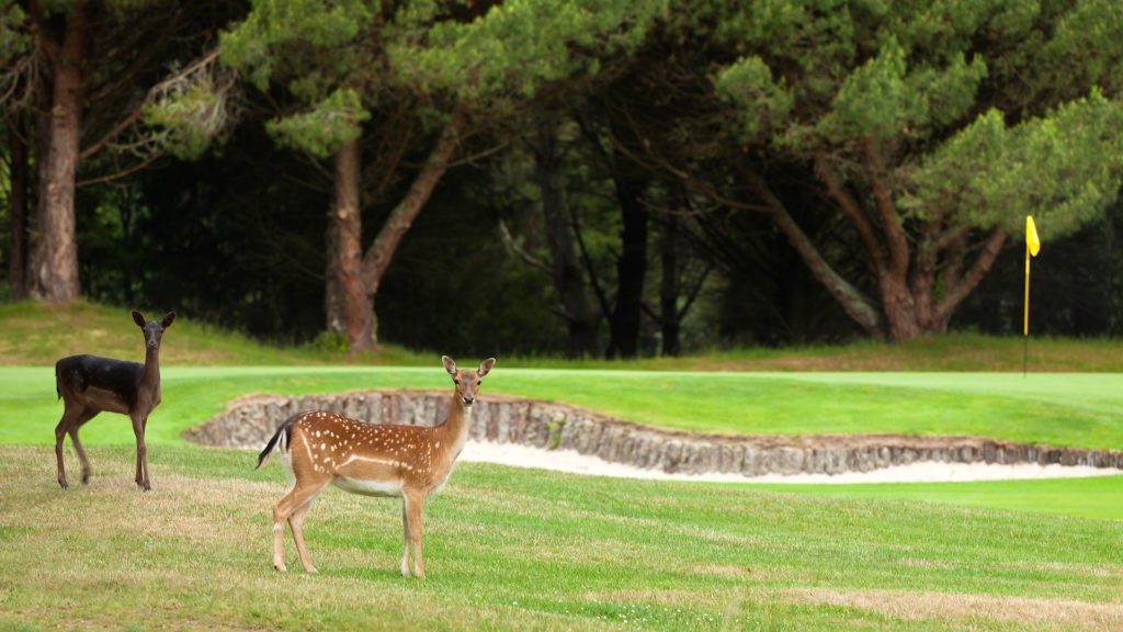 wildlife and golf live in harmony at wairakei