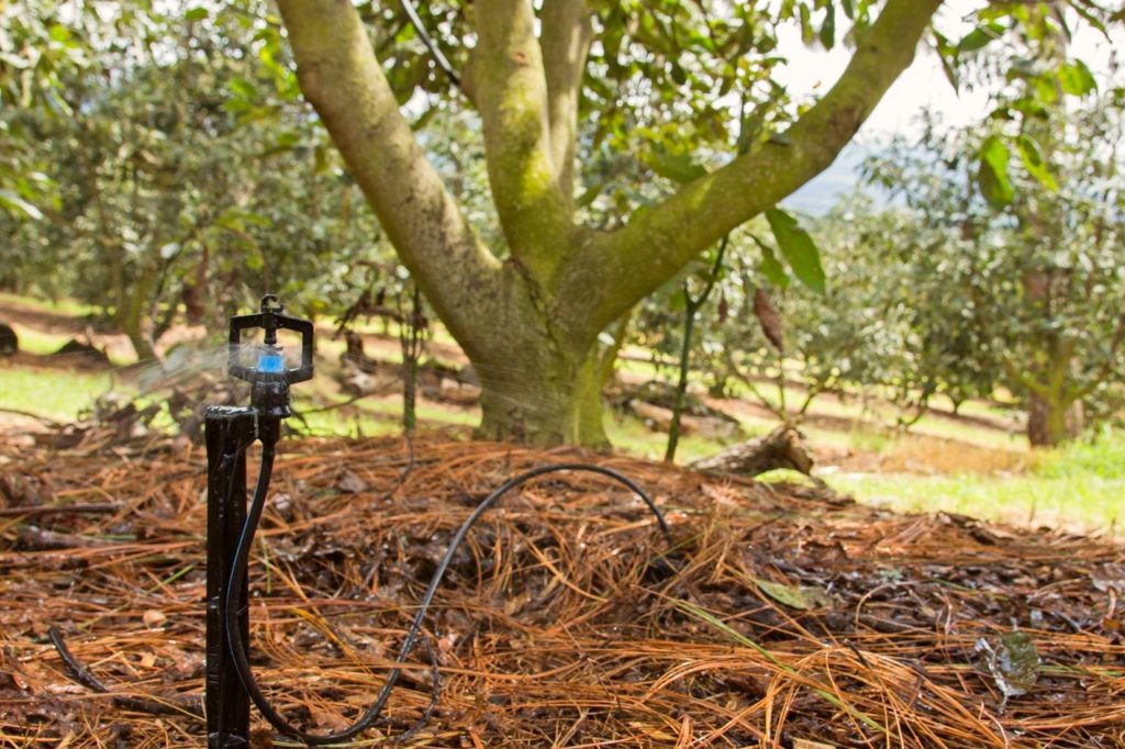 Sprinklers for orchards, vineyards and nurseries