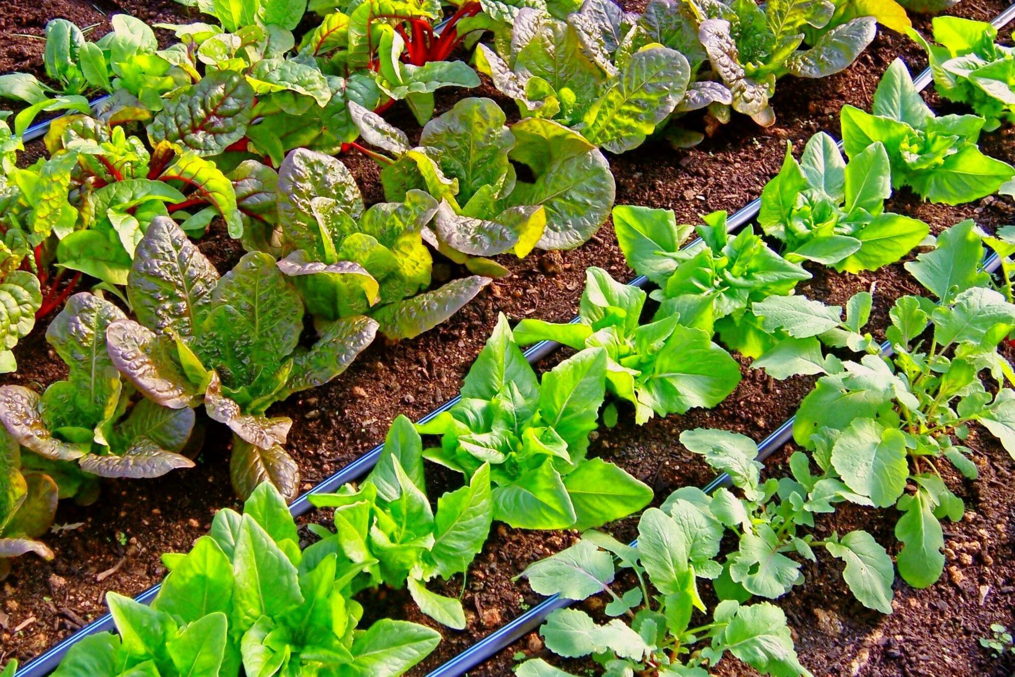 Winter Lettuce and Radish