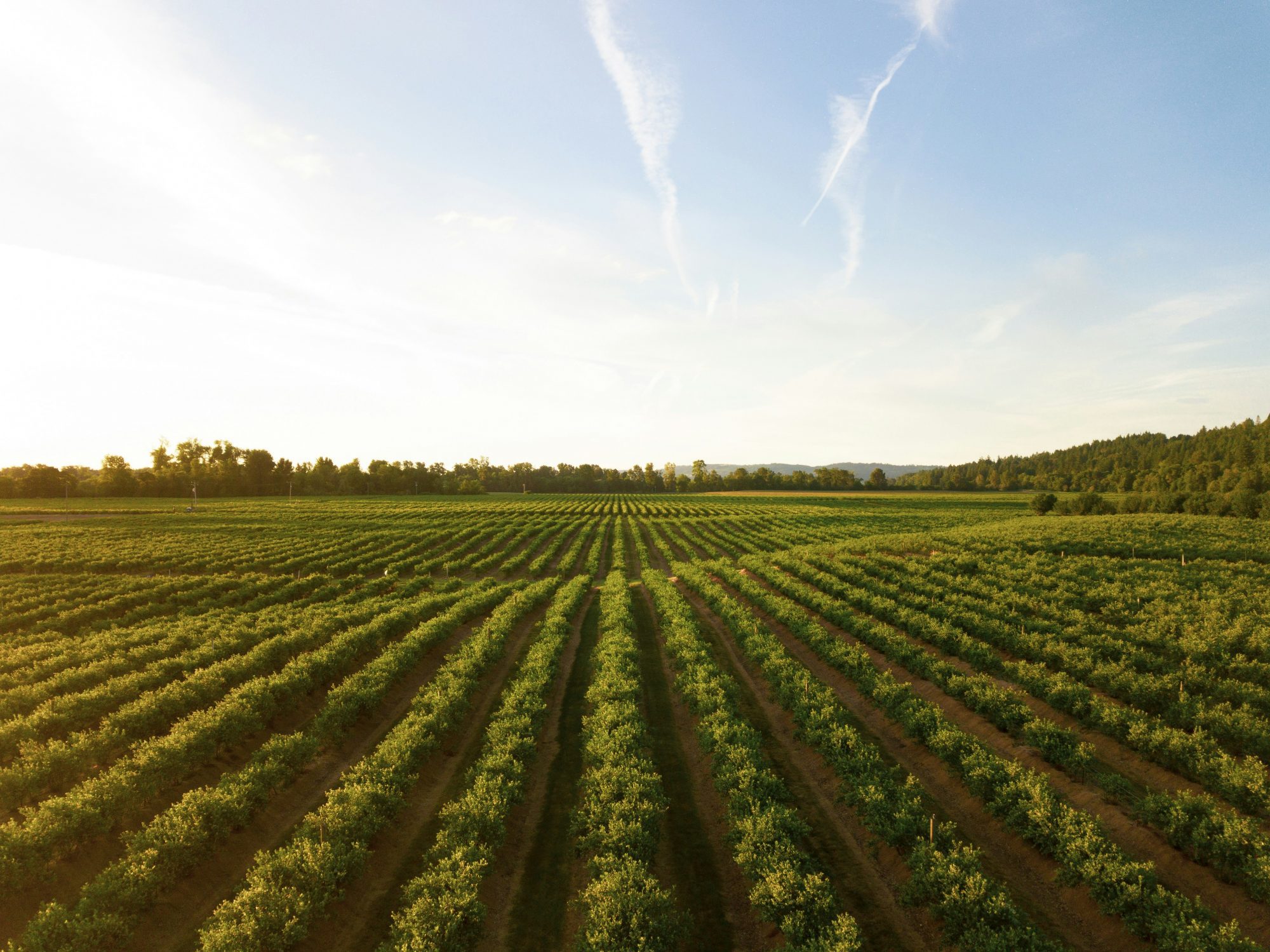 agriculture farm meadow plains photo